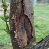 Trešnja se suši - šta učiniti ako bobice na drvetu uvenu